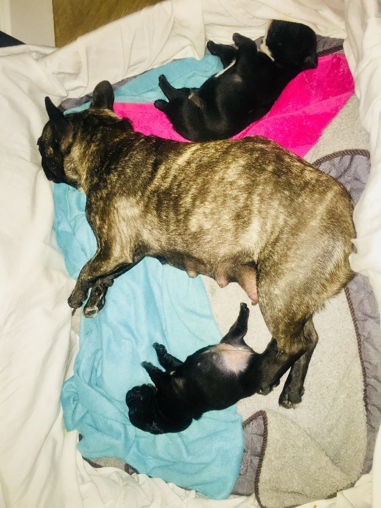 Chiot Bouledogue français Olivia Mckenna