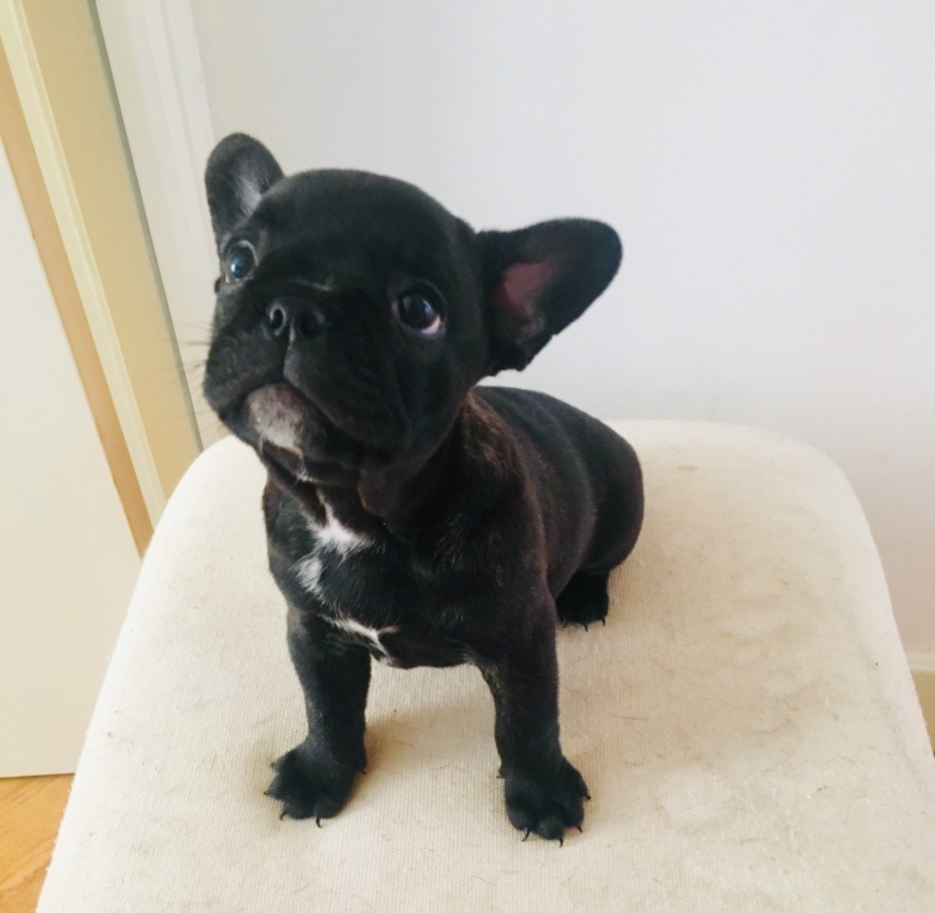 Olivia Mckenna - Chiots disponibles - Bouledogue français